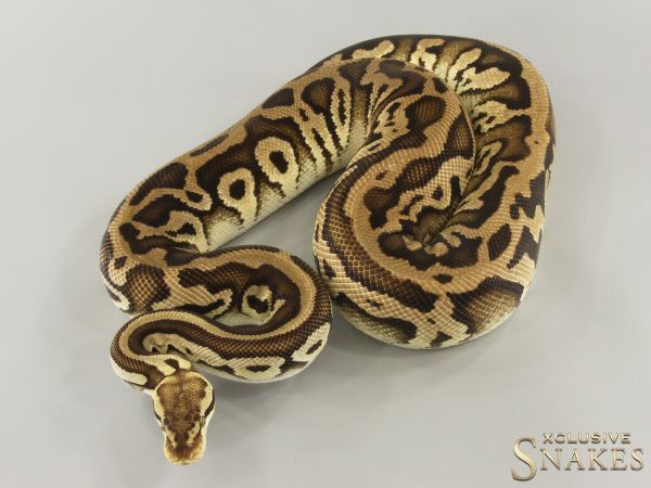 0.1 Het Russo Pastel Leopard Het Clown 2018 (2,2kg)