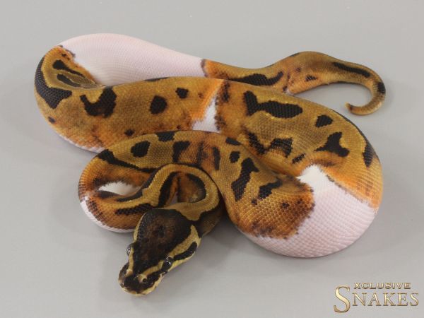 1.0 Piebald double het Sunset Desert Ghost 2024