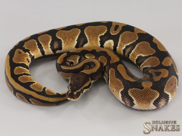 0.1 Triple het Desert Ghost Clown Piebald 2023