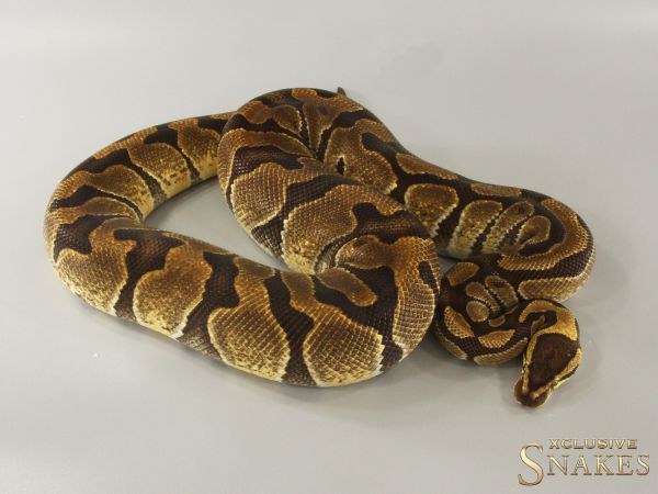 0.1 Enchi Orange Dream het Clown 2018