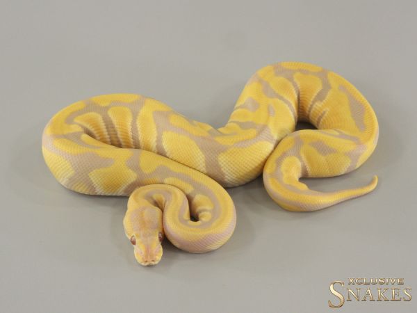 0.1 Candy double het Clown Piebald 2024