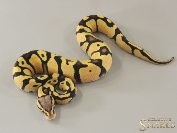 0.1 Pastel Desert Ghost het Piebald 2024