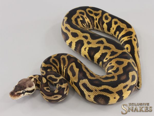 0.1 Pastel Leopard Gravel het Cryptic 2023