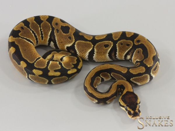 0.1 Triple het Candy Clown Piebald 2024