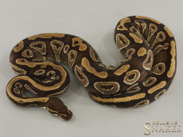 0.1 Mojave pos NR Mandarin 2018 - (1,8kg) - [Shop Price 150€] - NO RESERVE!