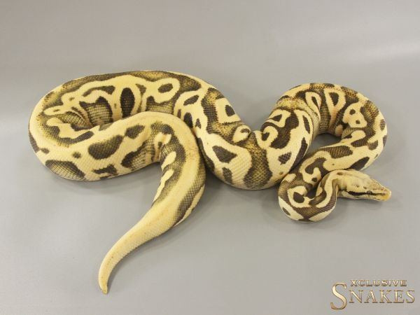 0.1 Pastel Leopard Desert Ghost het Clown 2021