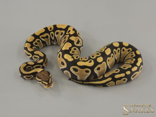 0.1 Desert Ghost double het Hypo Clown 2024