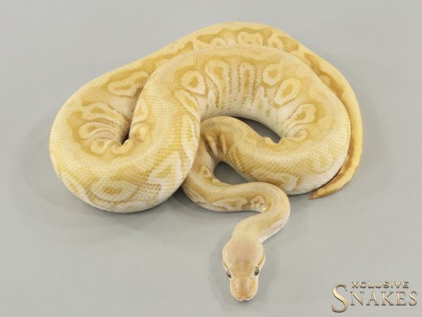 1.0 Pastel Phantom Hidden Gene Woma Ultramel het Clown 2021