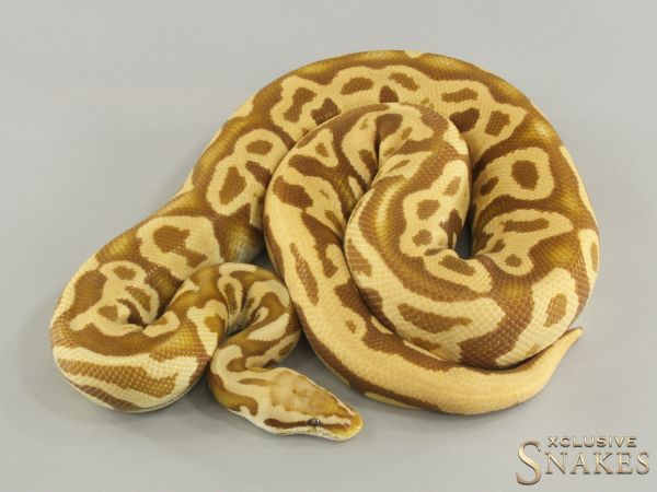 1.0 Pastel Leopard Ultramel het Clown 2019