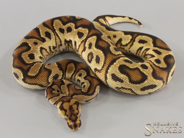 1.0 Yellow Belly Clown double het Lavender Piebald 2023