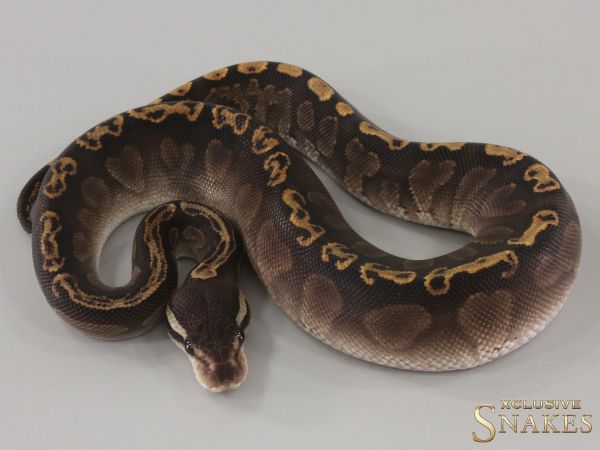 0.1 GHI Black Pastel het Clown 2024