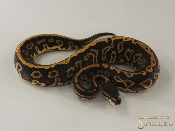 0.1 Black Pastel Confusion het Hypo 2024