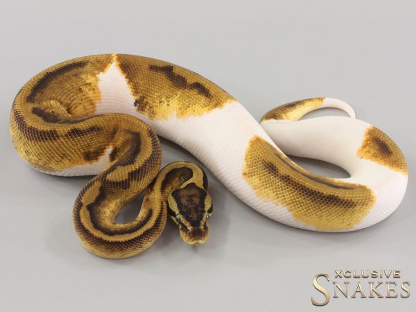 0.1 Pastel Enchi Copper Piebald 2023