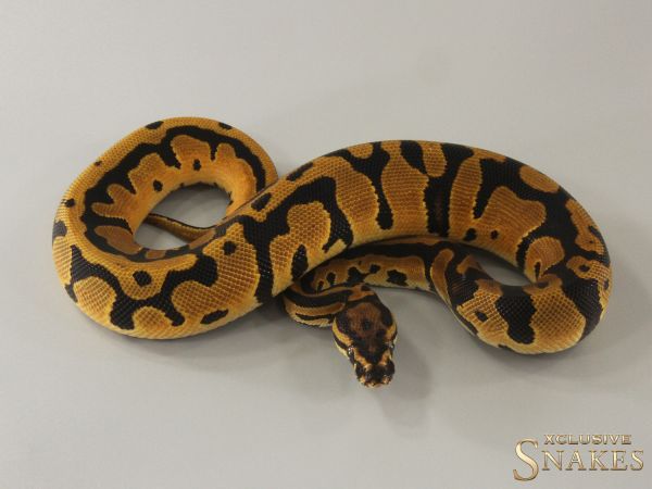 0.1 Orange Dream Confusion double het Hypo Piebald 2024