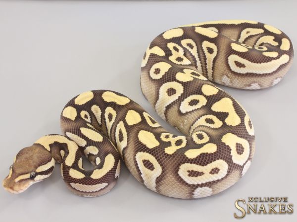 0.1 Mojave pos Gravel Desert Ghost het Clown 2023