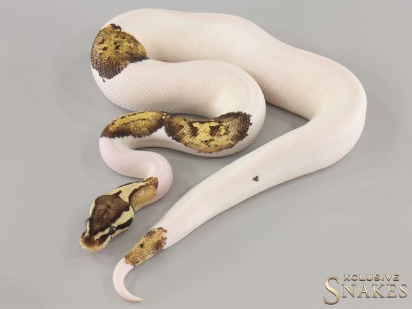 1.0 Pastel Fire Piebald het Sunset 2024