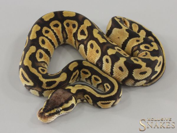 0.1 Pastel quad het Hypo Desert Ghost Clown Piebald 2024