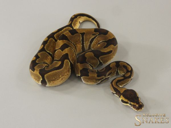 0.1 Enchi double het Desert Ghost Piebald 2024