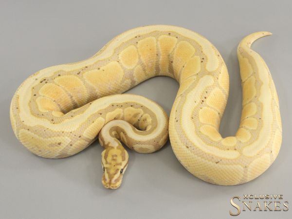 0.1 Banana Spotnose Special het Desert Ghost 2022