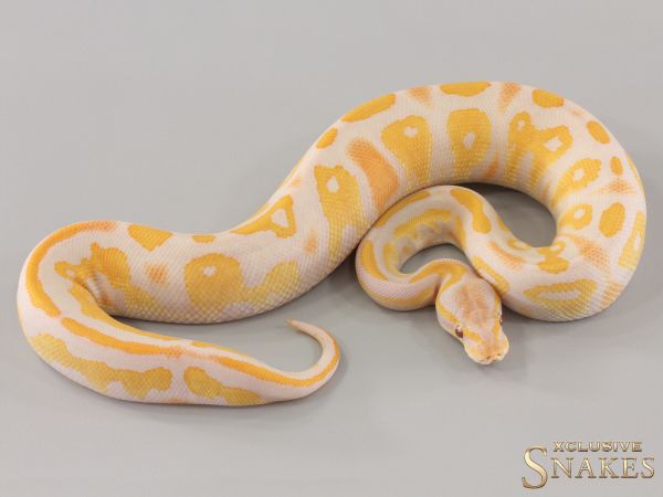 0.1 Black Head Lavender het Piebald 2024