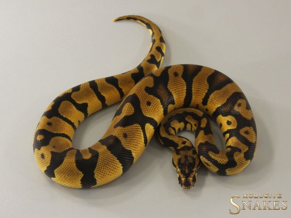 1.0 Pastel Enchi Confusion double het Hypo Clown 2024