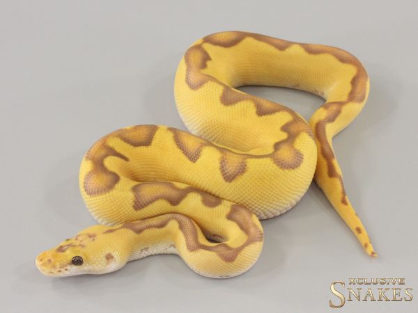 1.0 Pastel Enchi Ultramel Clown 2024