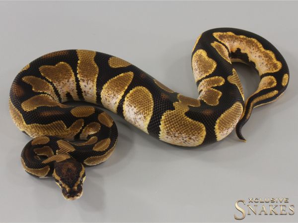 1.0 Sugar triple het Hypo Desert Ghost Piebald 2024