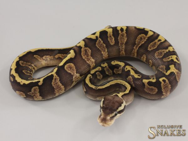 1.0 Copper GHI Pastel het Piebald 2023