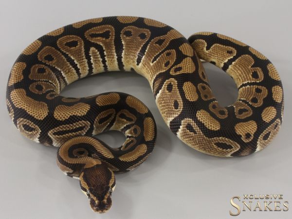 0.1 Triple het Desert Ghost Clown Piebald 2023