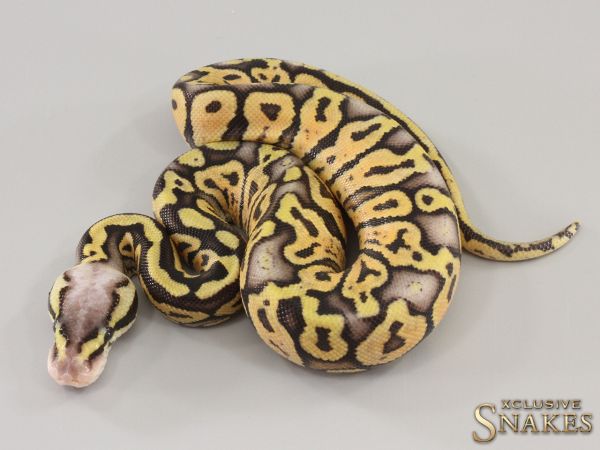 1.0 Pastel Special Yellow Belly het Piebald 2023