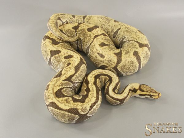 0.1 Enchi Spotnose Desert Ghost 2020