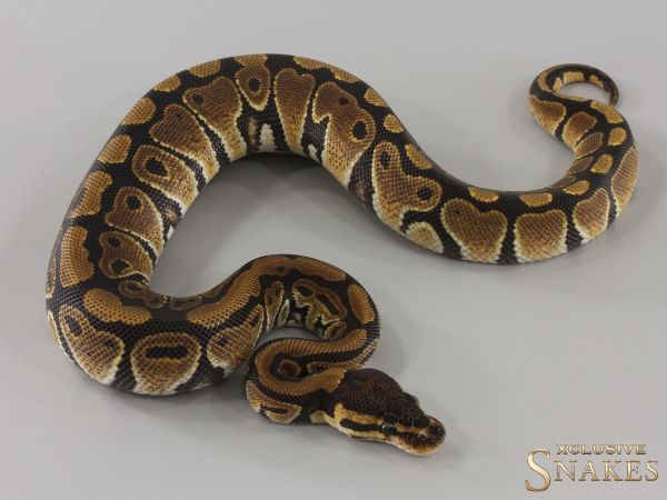 0.1 Triple het Hypo Desert Ghost Clown 2024