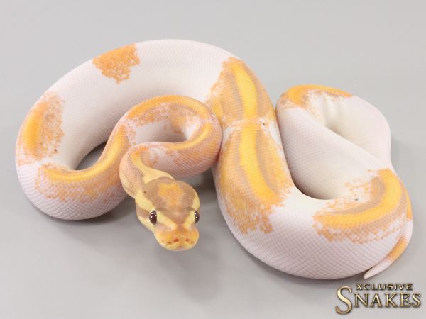 0.1 Orange Dream Yellow Belly Banana Piebald 66% het Axanthic 2023