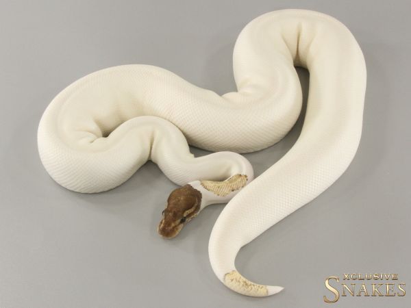 0.1 Mojave Orange Dream Piebald 50% het Axanthic 2021