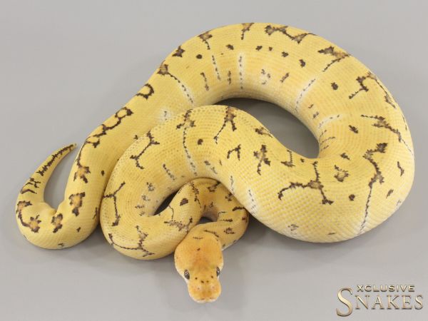 1.0 Pinstripe Desert Ghost Clown het Hypo 2024