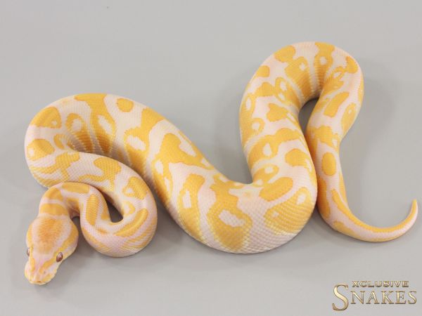 1.0 Lavender double het Clown Piebald 2024