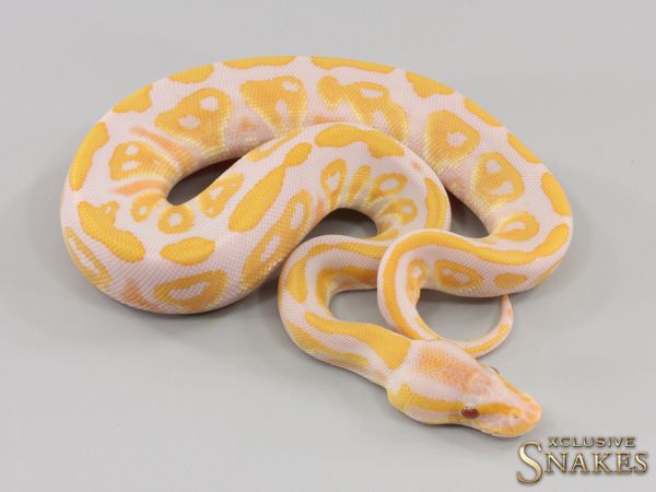 0.1 pos Black Head Lavender het Clown 2023