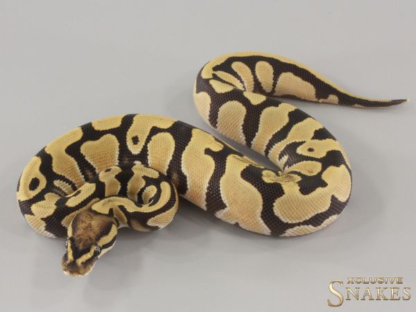 0.1 Orange Dream Desert Ghost het Piebald 2024