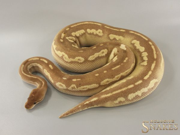 0.1 Black Head Mojave Cinnamon Banana Desert Ghost 2021