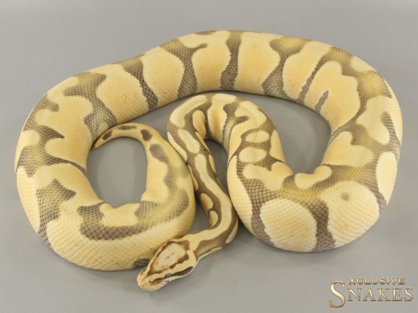 0.1 Pastel Enchi Special Desert Ghost 2019