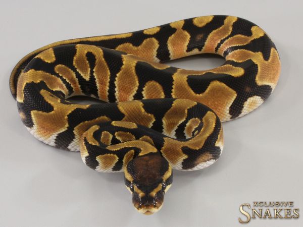 0.1 Orange Dream double het Hypo Desert Ghost 2023