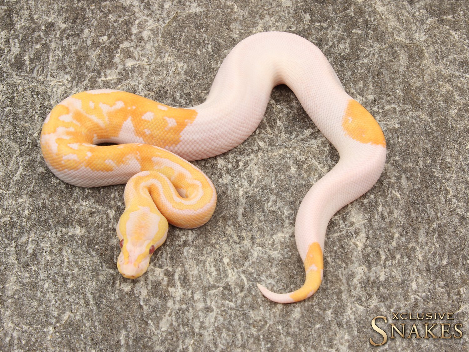 Piebald | BALL PYTHONS | Ball Python Breeder XCLUSIVE-SNAKES