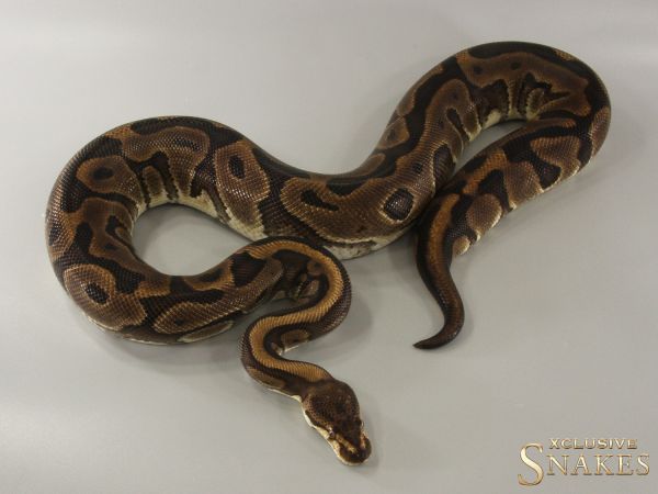 0.1 Red Stripe Leopard het Clown 2017