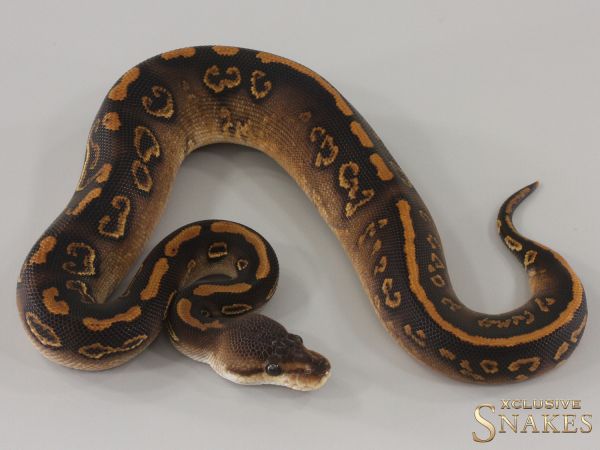 0.1 Black Pastel Wookie Gravel het Clown 2024