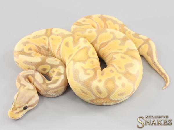 1.0 Coral Glow Pastel Special het Clown (FMaker) 2023