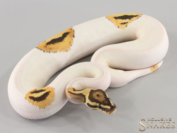 1.0 Orange Dream Fire Piebald het Clown 2023