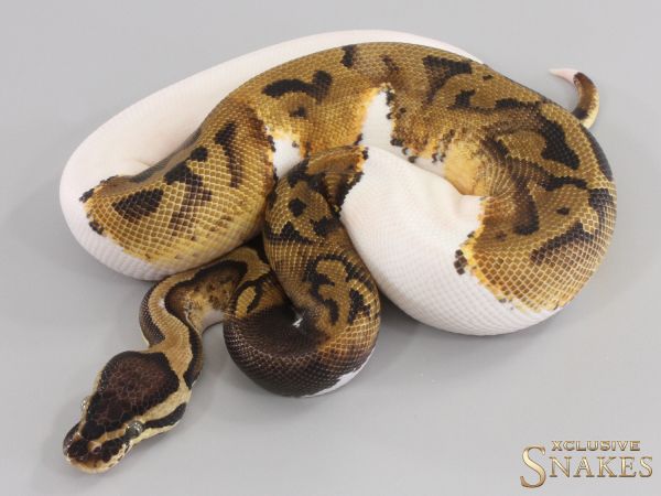 1.0 Pastel Piebald het Desert Ghost 2023