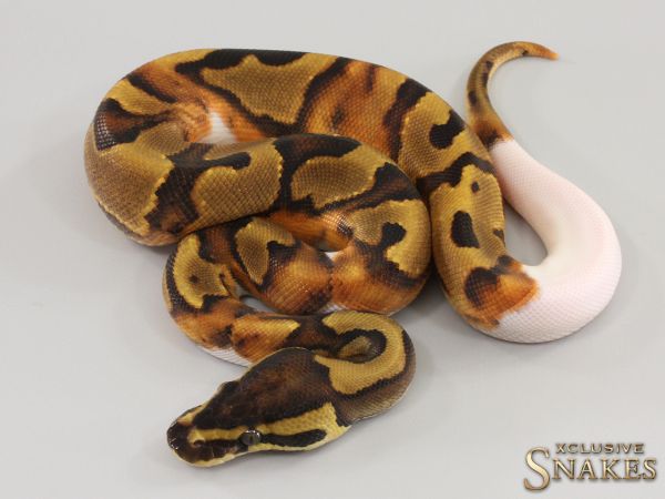 0.1 Enchi Piebald 2023