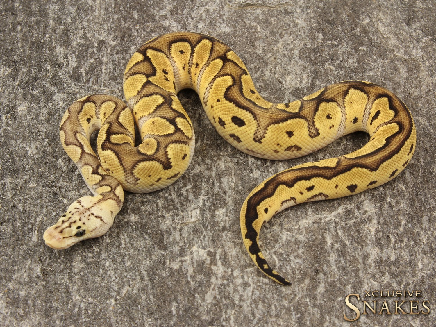 1 0 Pastel Ghi Clown 2019 Xclusive Snakes