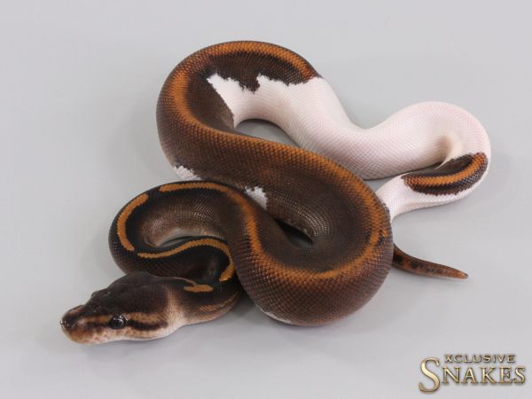 1.0 Wookie Black Pastel Gravel het Piebald 2023